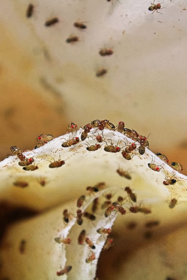 Fliegenbekämpfung Würselen - Kammerjäger in Würselen - Schädlingsbekämpfung - Wespen - Ameisen - Mäuse - Ratten - Silberfische - Motten - Tauben - Fliegen - Marder - Schädlinge bekämpfen lassen