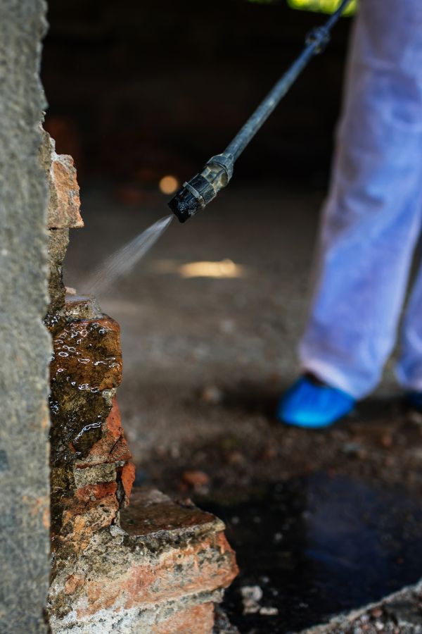 Kammerjäger in Würselen - Schädlingsbekämpfung - Wespen - Ameisen - Mäuse - Ratten - Silberfische - Motten - Tauben - Fliegen - Marder - Schädlinge bekämpfen lassen