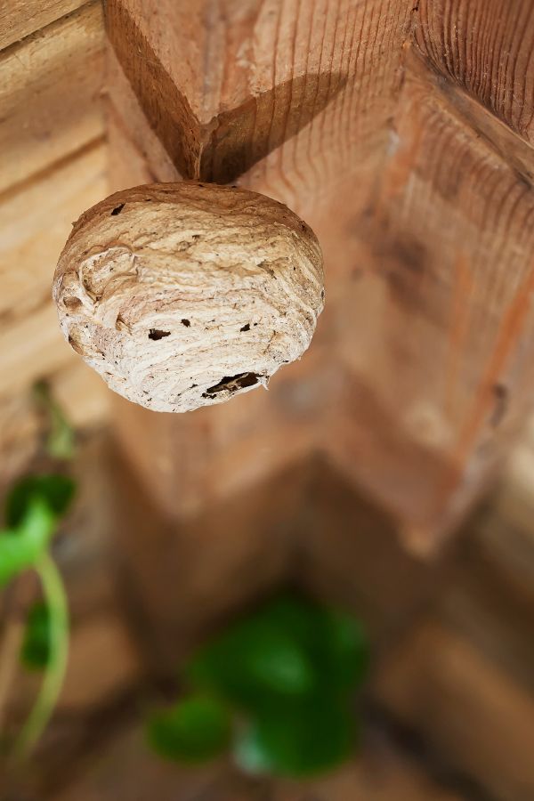 Kammerjäger in Würselen - Schädlingsbekämpfung - Wespen - Ameisen - Mäuse - Ratten - Silberfische - Motten - Tauben - Fliegen - Marder - Schädlinge bekämpfen lassen