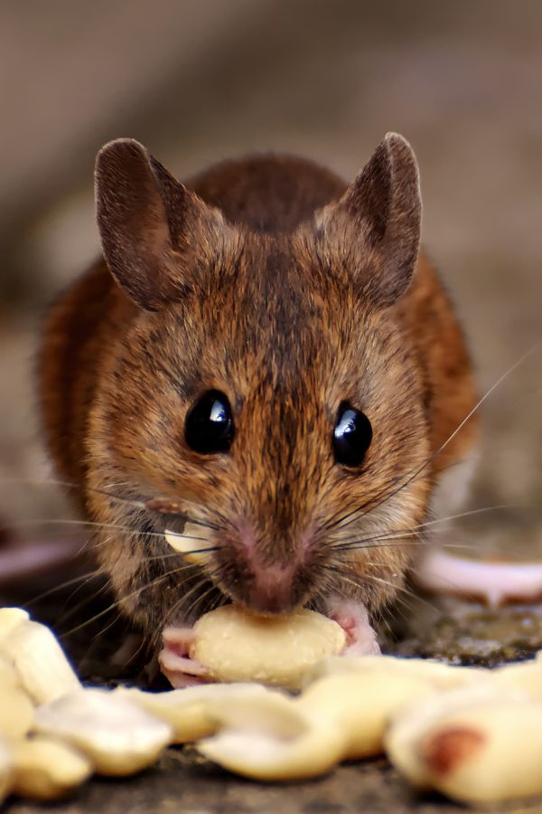 Mäusebekämpfung Würselen - Kammerjäger in Würselen - Schädlingsbekämpfung - Wespen - Ameisen - Mäuse - Ratten - Silberfische - Motten - Tauben - Fliegen - Marder - Schädlinge bekämpfen lassen