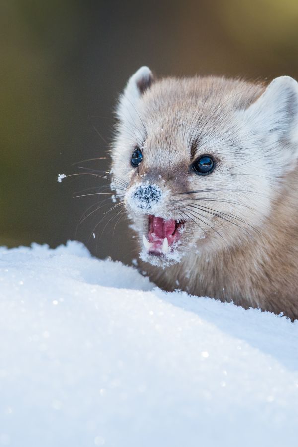 Mardervergrämung Würselen - Kammerjäger in Würselen - Schädlingsbekämpfung - Wespen - Ameisen - Mäuse - Ratten - Silberfische - Motten - Tauben - Fliegen - Marder - Schädlinge bekämpfen lassen