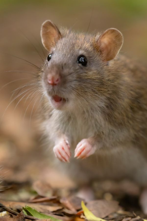 Rattenbekämpfung Würselen - Kammerjäger in Würselen - Schädlingsbekämpfung - Wespen - Ameisen - Mäuse - Ratten - Silberfische - Motten - Tauben - Fliegen - Marder - Schädlinge bekämpfen lassen