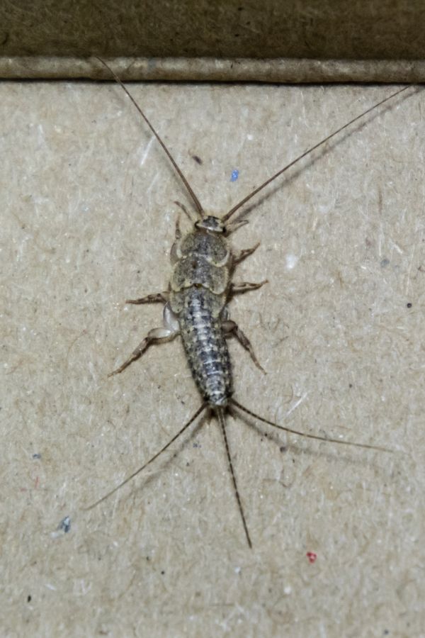 Silberfischbekämpfung Würselen - Kammerjäger in Würselen - Schädlingsbekämpfung - Wespen - Ameisen - Mäuse - Ratten - Silberfische - Motten - Tauben - Fliegen - Marder - Schädlinge bekämpfen lasse (1)