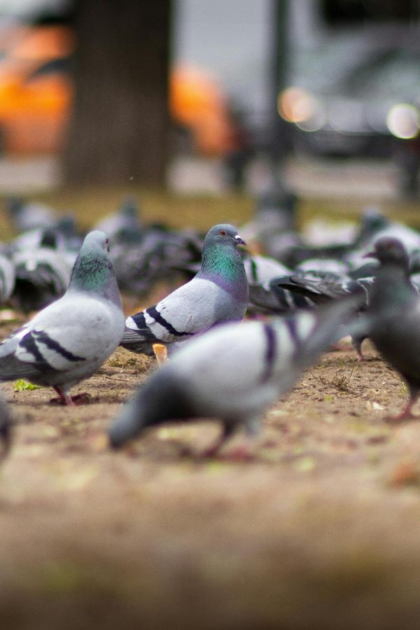 Taubenabwehr Würselen - Kammerjäger in Würselen - Schädlingsbekämpfung - Wespen - Ameisen - Mäuse - Ratten - Silberfische - Motten - Tauben - Fliegen - Marder - Schädlinge bekämpfen lassen