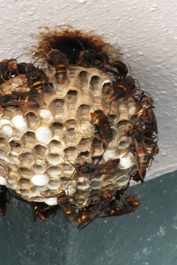Wespenbekämpfung Würselen - Kammerjäger in Würselen - Schädlingsbekämpfung - Wespen - Ameisen - Mäuse - Ratten - Silberfische - Motten - Tauben - Fliegen - Marder - Schädlinge bekämpfen lassen (1)