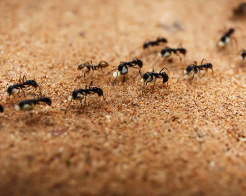 Ameisenbekämpfung Würselen - Kammerjäger in Würselen - Schädlingsbekämpfung - Wespen - Ameisen - Mäuse - Ratten - Silberfische - Motten - Tauben - Fliegen - Marder - Schädlinge bekämpfen lassen