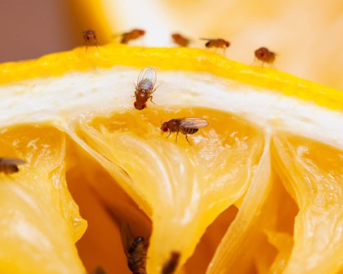 Fliegenbekämpfung Würselen - Kammerjäger in Würselen - Schädlingsbekämpfung - Wespen - Ameisen - Mäuse - Ratten - Silberfische - Motten - Tauben - Fliegen - Marder - Schädlinge bekämpfen lassen