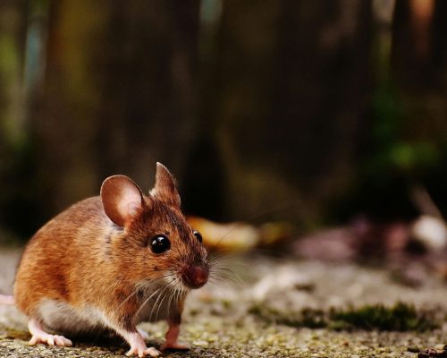 Mäusebekämpfung Würselen - Kammerjäger in Würselen - Schädlingsbekämpfung - Wespen - Ameisen - Mäuse - Ratten - Silberfische - Motten - Tauben - Fliegen - Marder - Schädlinge bekämpfen lassen