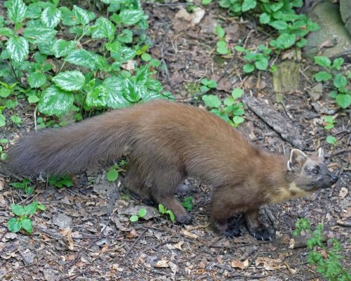 Mardervergrämung Würselen - Kammerjäger in Würselen - Schädlingsbekämpfung - Wespen - Ameisen - Mäuse - Ratten - Silberfische - Motten - Tauben - Fliegen - Marder - Schädlinge bekämpfen lassen