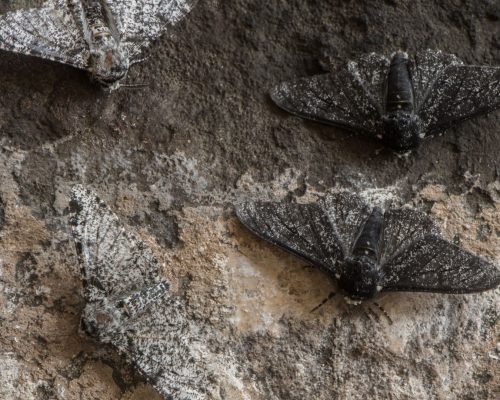 Mottenbekämpfung Würselen - Kammerjäger in Würselen - Schädlingsbekämpfung - Wespen - Ameisen - Mäuse - Ratten - Silberfische - Motten - Tauben - Fliegen - Marder - Schädlinge bekämpfen lassen