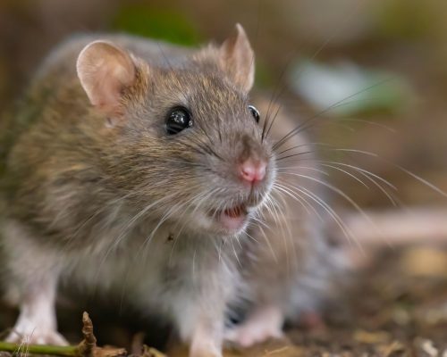 Rattenbekämpfung Würselen - Kammerjäger in Würselen - Schädlingsbekämpfung - Wespen - Ameisen - Mäuse - Ratten - Silberfische - Motten - Tauben - Fliegen - Marder - Schädlinge bekämpfen lassen