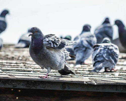 Taubenabwehr Würselen - Kammerjäger in Würselen - Schädlingsbekämpfung - Wespen - Ameisen - Mäuse - Ratten - Silberfische - Motten - Tauben - Fliegen - Marder - Schädlinge bekämpfen lassen