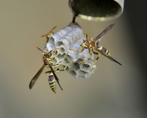 Wespenbekämpfung Würselen - Kammerjäger in Würselen - Schädlingsbekämpfung - Wespen - Ameisen - Mäuse - Ratten - Silberfische - Motten - Tauben - Fliegen - Marder - Schädlinge bekämpfen lassen (1)